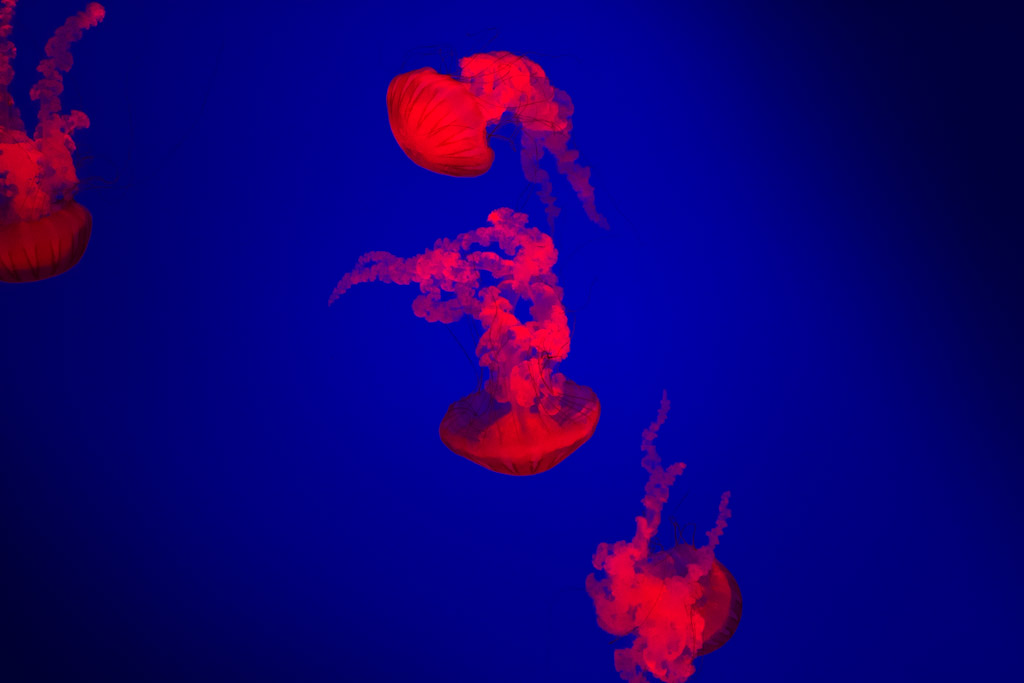 Fluorescent Jelly Fish in an aquarium