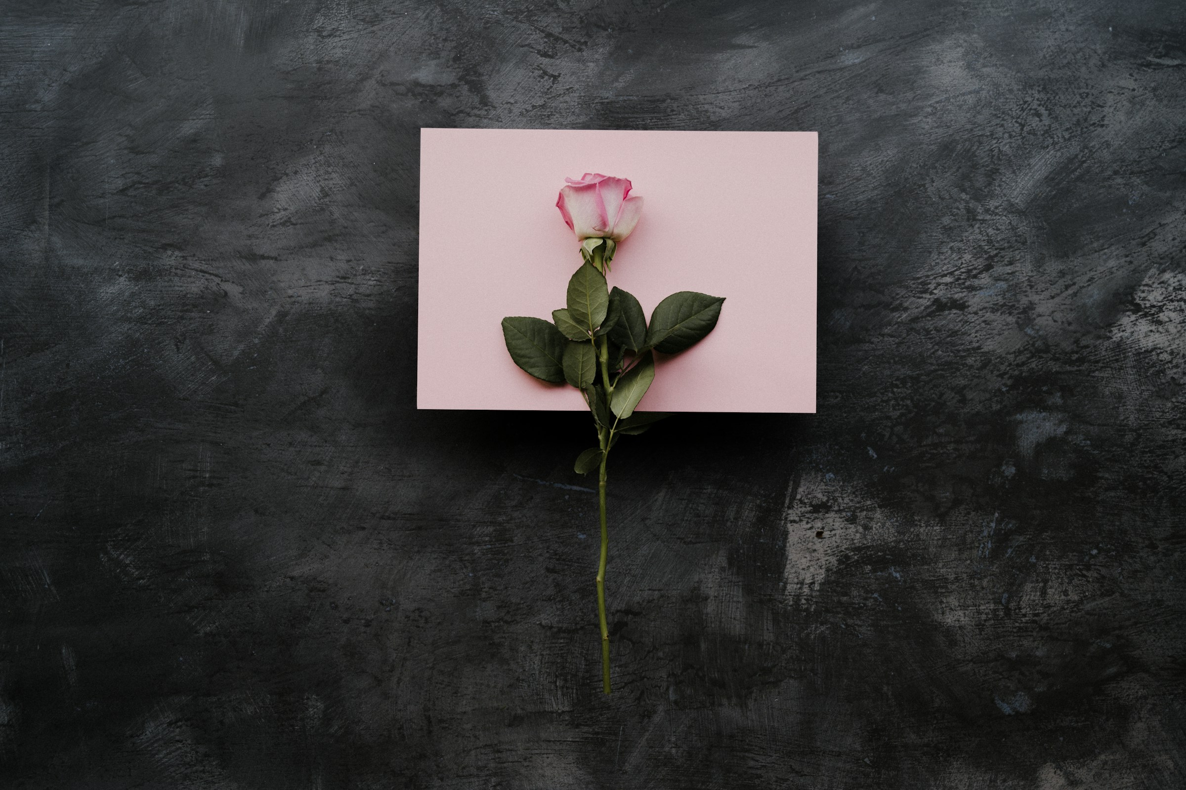 Pink rose on a pink piece of paper resting against a black, textured background.